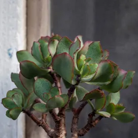 ficus rubiginosa variegata Ficus Ruby main image 0