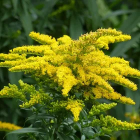 セイタカアワダチソウ（背高泡立草）の判定方法 (Solidago canadensis)