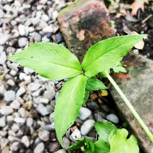 カラスビシャク（烏柄杓）を植え替えるには？（理想的な時期、方法