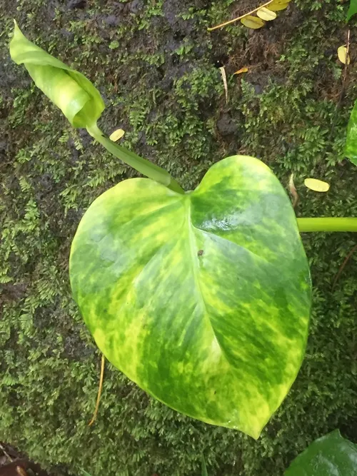 kunst efeu im topf Künstlicher Efeu im Topf 20 cm UV – Easyplants Deutschland