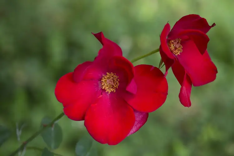 Roses 'Altissimo'