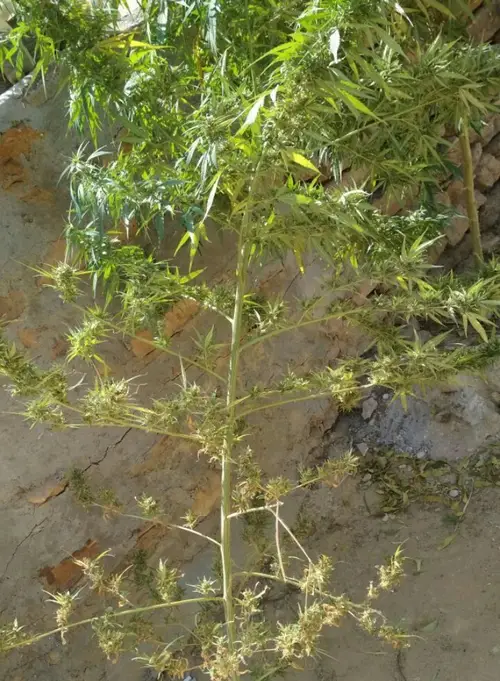 Agriophyllum squarrosum