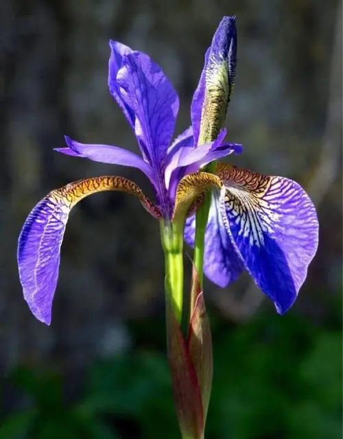 Irises 'Short Order'