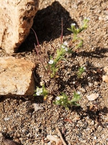 Exploring the Numerous Benefits of Moth combseed for Health and Environment