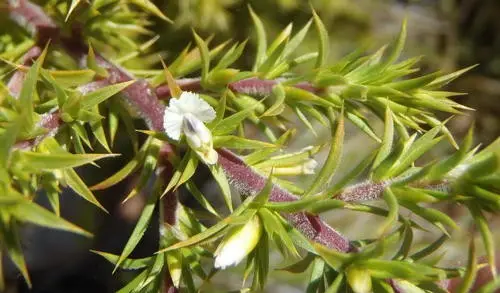 Muraltia ericaefolia