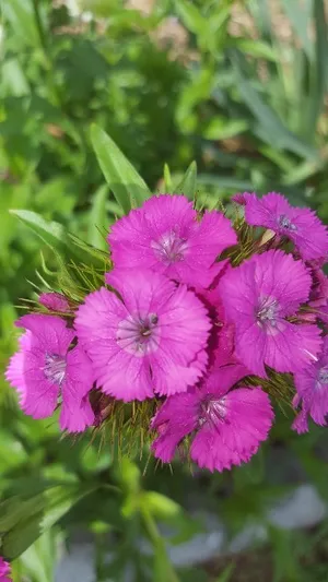 ヒメナデシコ (Dianthus barbatus var. asiaticus) - PictureThis