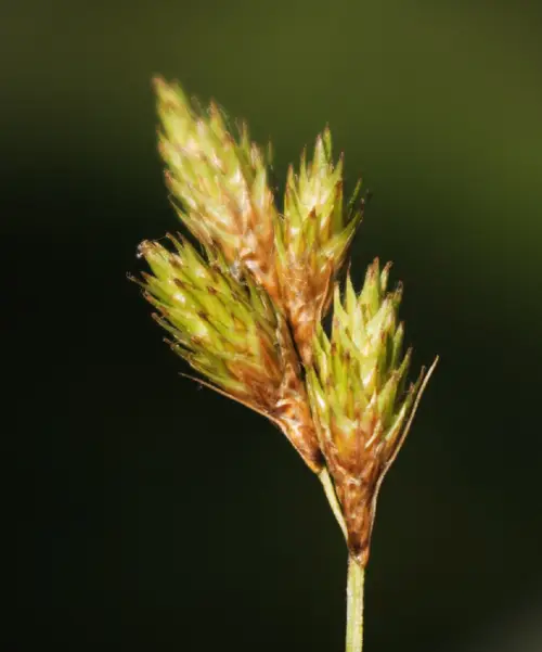 Carex à balais