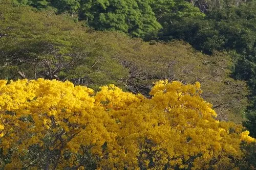 Handroanthus guayacan