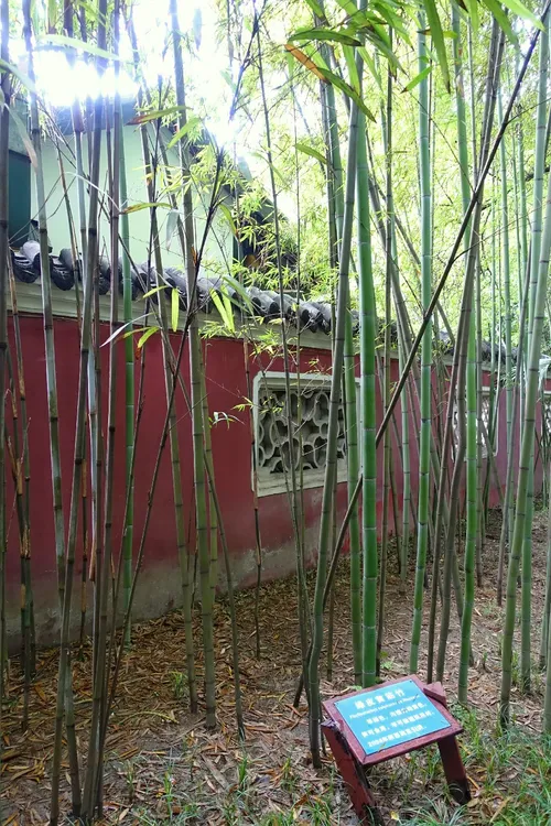 その他 bamboo Zx Bamboo 500g ｜ 大統華超級市場