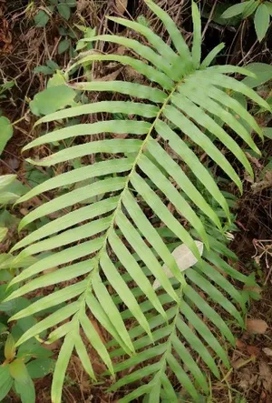 ヒリュウシダ (Blechnopsis orientalis) - PictureThis