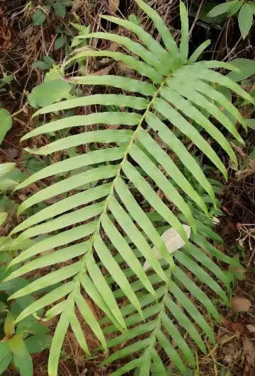 Blechnopsis orientalis
