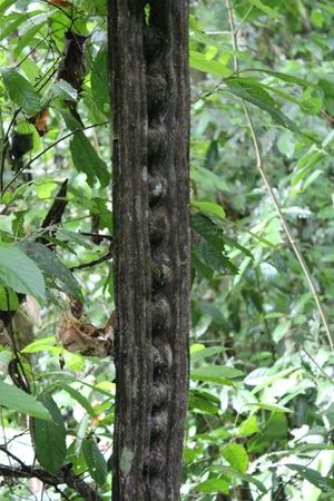 Nickerbean Tree How to Grow and Care for Nicker bean