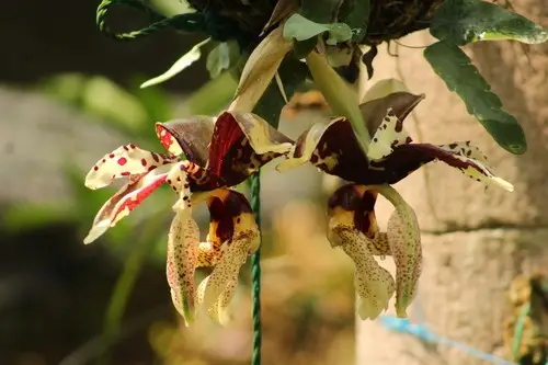 Stanhopea orchid
