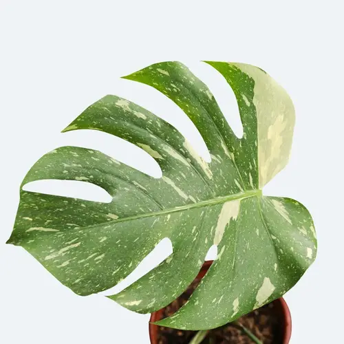 Split-leaf philodendron 'Cheesecak'e