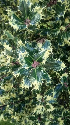 セイヨウヒイラギ（西洋柊） 'Ferox Argentea' (Ilex aquifolium