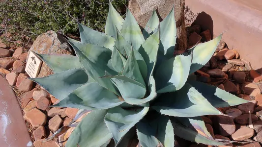 アガベ オバティフォリア (Agave ovatifolia) - PictureThis
