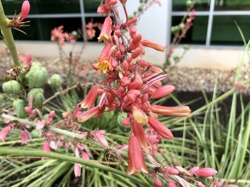 Is Red yucca Poisonous