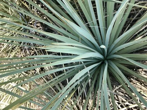 ユッカ・グラウカ (Yucca glauca) - PictureThis