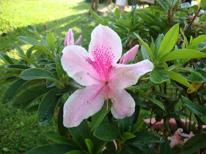 Red azalea - Rhododendron simsii (Care, Characteristics, Flower, Images)