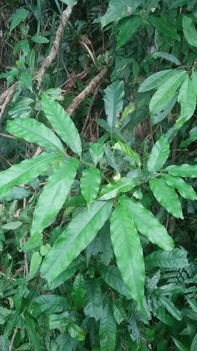 Engelhardia roxburghiana