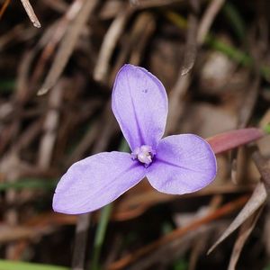 Purple flag (Patersonia occidentalis) - PictureThis