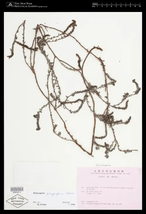 Euploca polyphylla