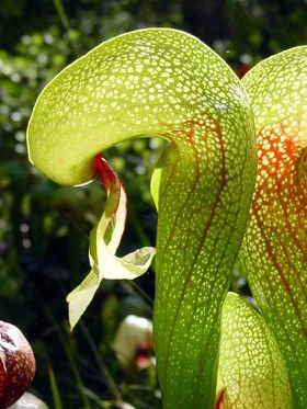 ダーリングトニア・カリフォルニカの判定方法 (Darlingtonia californica)