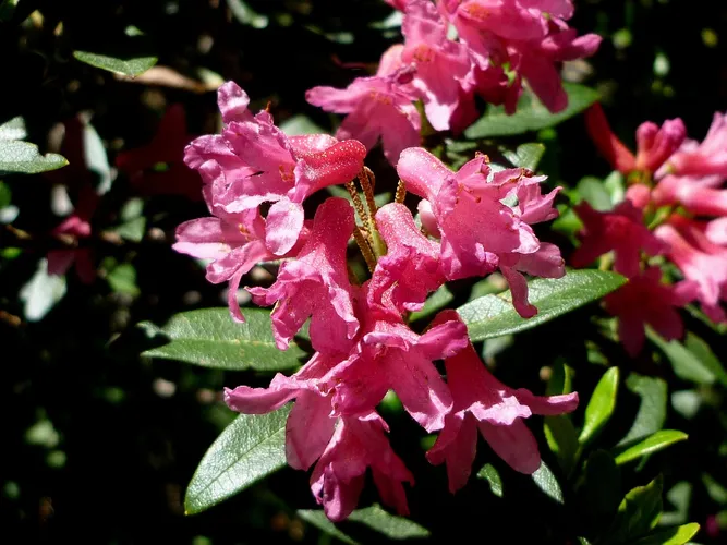 Alpen rose - Rhododendron ferrugineum (Care, Characteristics, Flower,  Images)