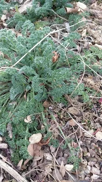 Lomatium faux-fenouil