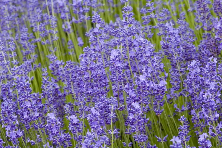 English lavender 'Folgate'