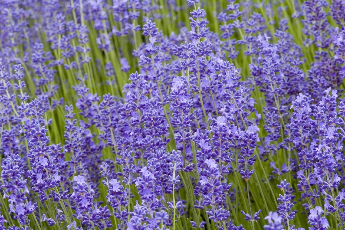 How Much Sun Does English lavender 'Folgate' Need?