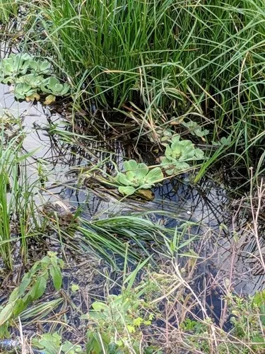 welchen dünger olivenbaum Olivenbaum Dünger flüssig 5 Liter - Oliven Dünger
