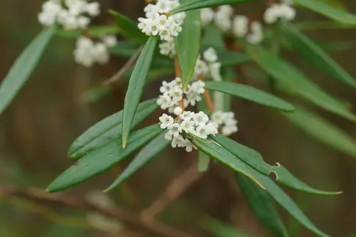 Logania albiflora