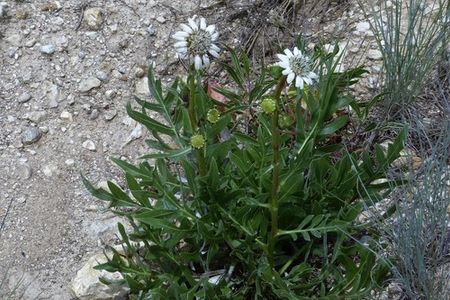 White Rosinweed Silphium Albiflorum Picturethis