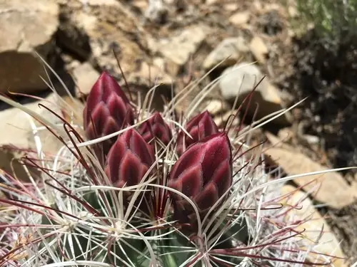 Redspined fishhook cactus