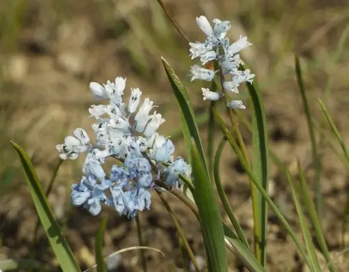 Pale hyacinthella