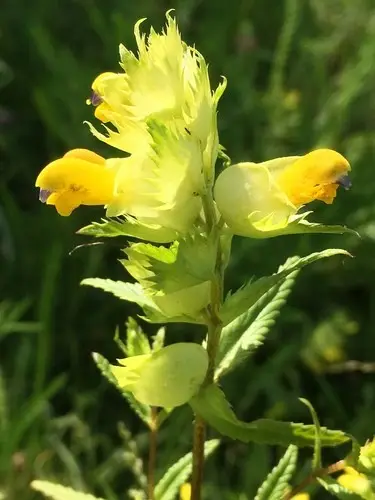 Late-flowering yellow rattle