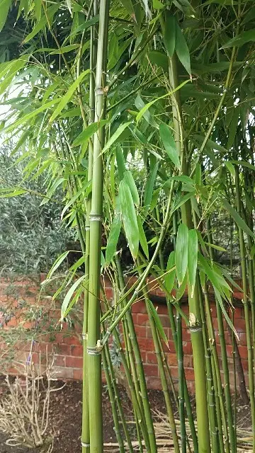 Bambou blanc