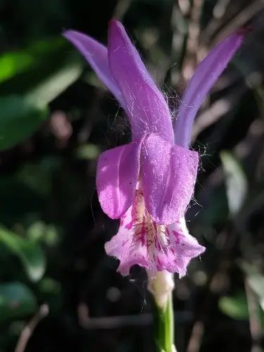 Dragon's mouth orchid