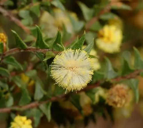Acacia gunnii