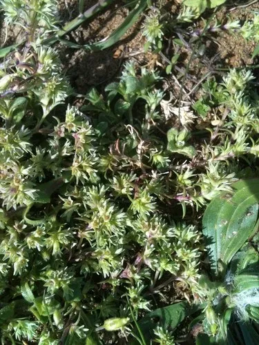 German knotwort (Scleranthus annuus) - PictureThis