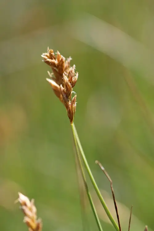 Carex très grêle