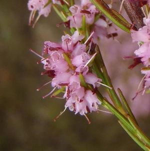 Erica rosacea - PictureThis
