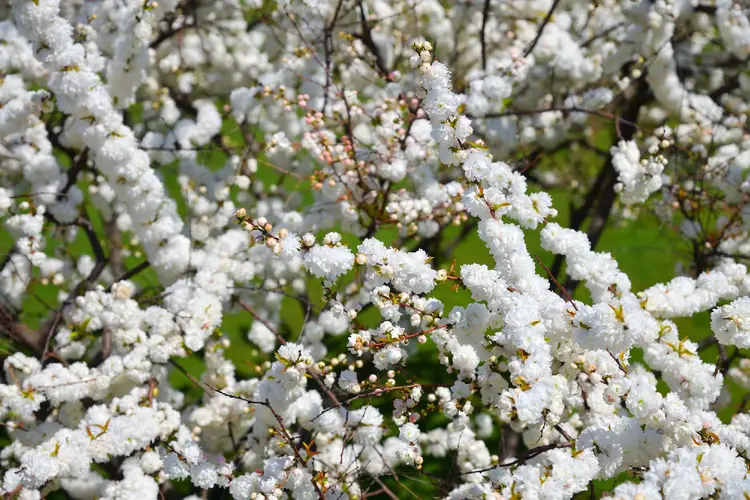 Flowering almond 'Alba Plena'