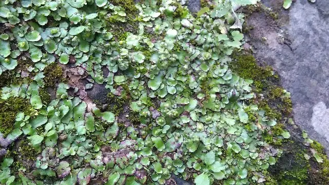 Purple-margined liverwort