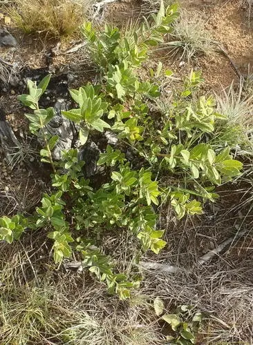 Common resin bush