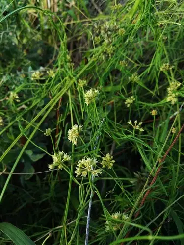 Seutera angustifolia