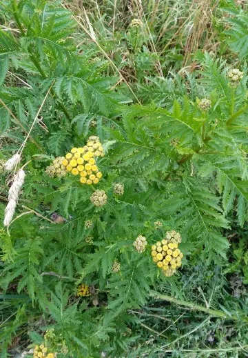 タンジーの判定方法 (Tanacetum vulgare)