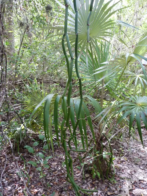 フロリダヤネフキヤシ。 フロリダヤネフキヤシ (Thrinax radiata) - PictureThis