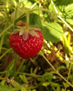 Morango Verde Morango 'Elegance' (Fragaria × ananassa 'Elegance') - PictureThis